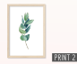 Preview: Eukalyptus Zweige Poster