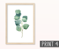 Preview: Eukalyptus Zweige Poster