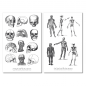 Preview: Vintage Anatomy Sticker Set