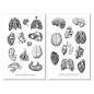 Preview: Vintage Anatomy Sticker Set