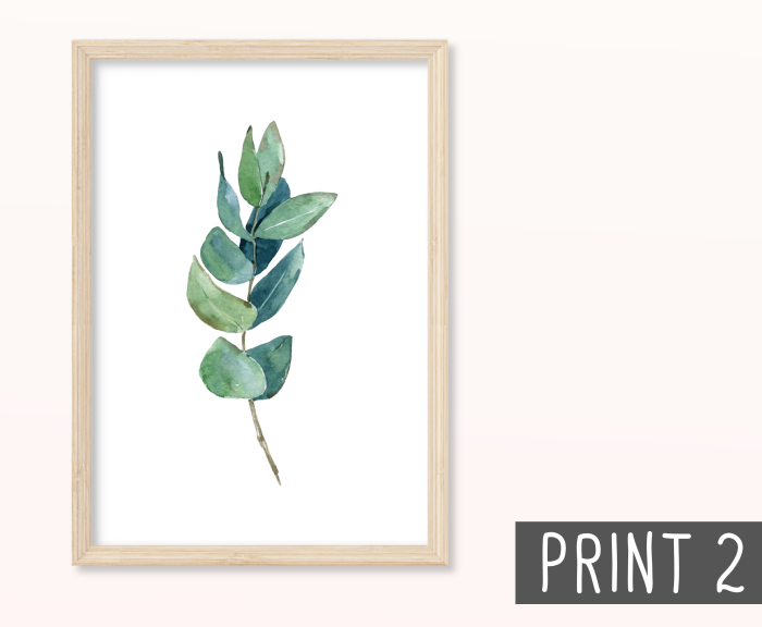 Eukalyptus Zweige Poster