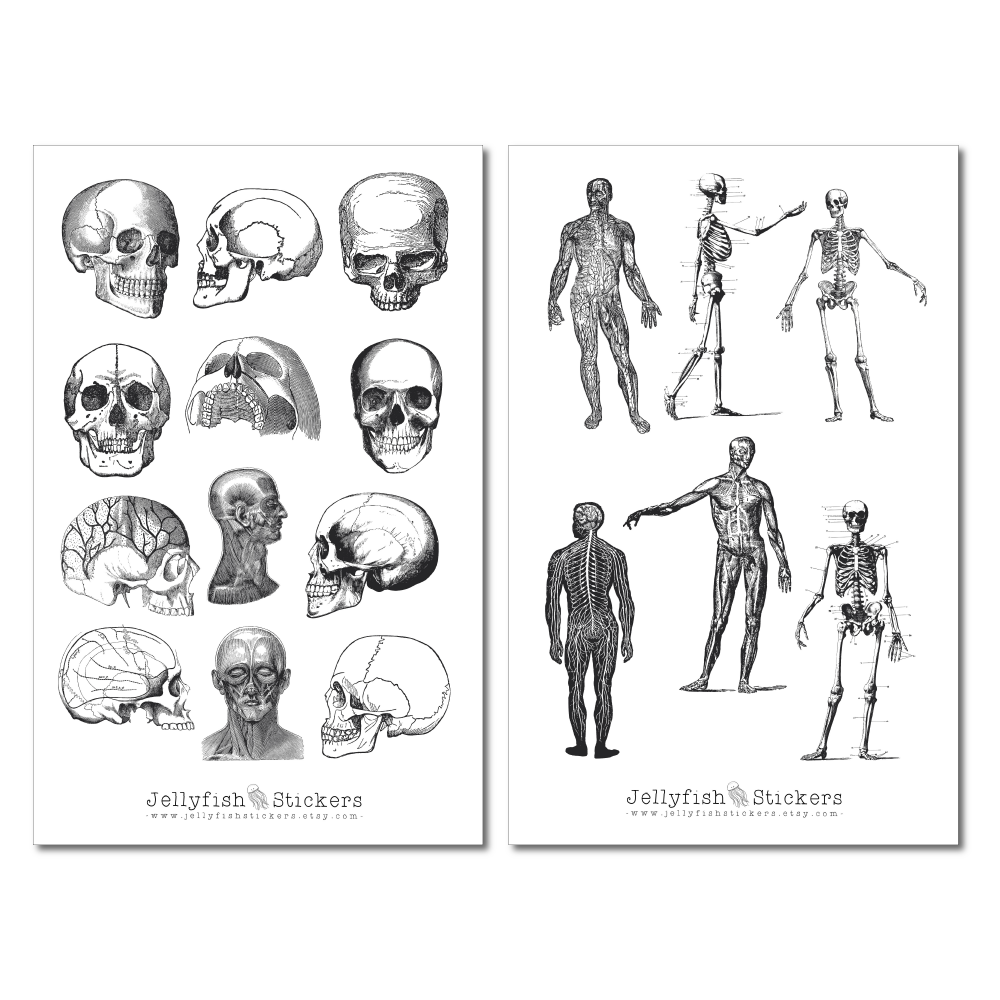 Vintage Anatomie Sticker Set