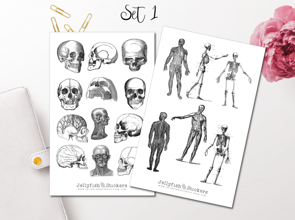 Vintage Anatomie Sticker Set