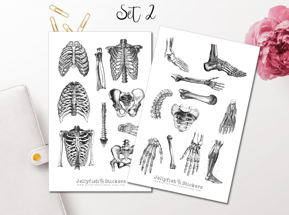 Vintage Anatomie Sticker Set