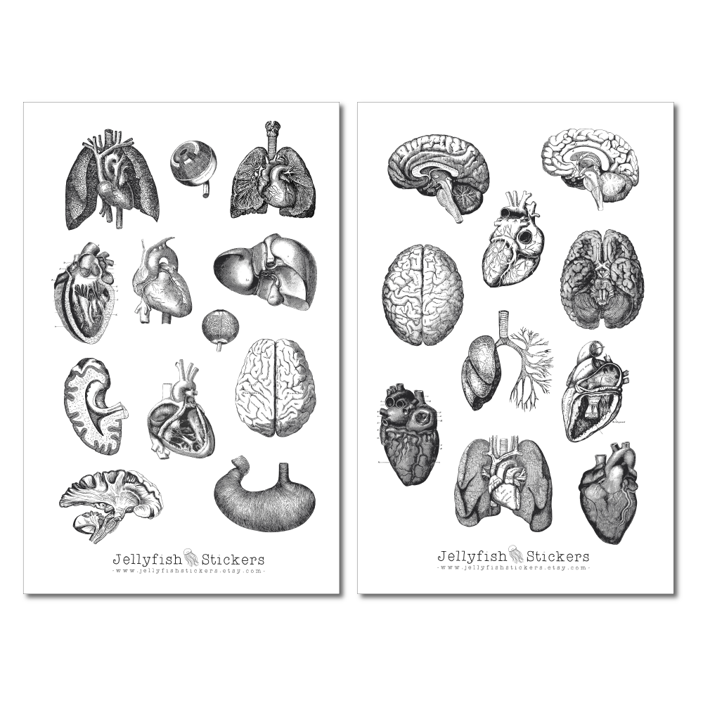 Vintage Anatomie Sticker Set