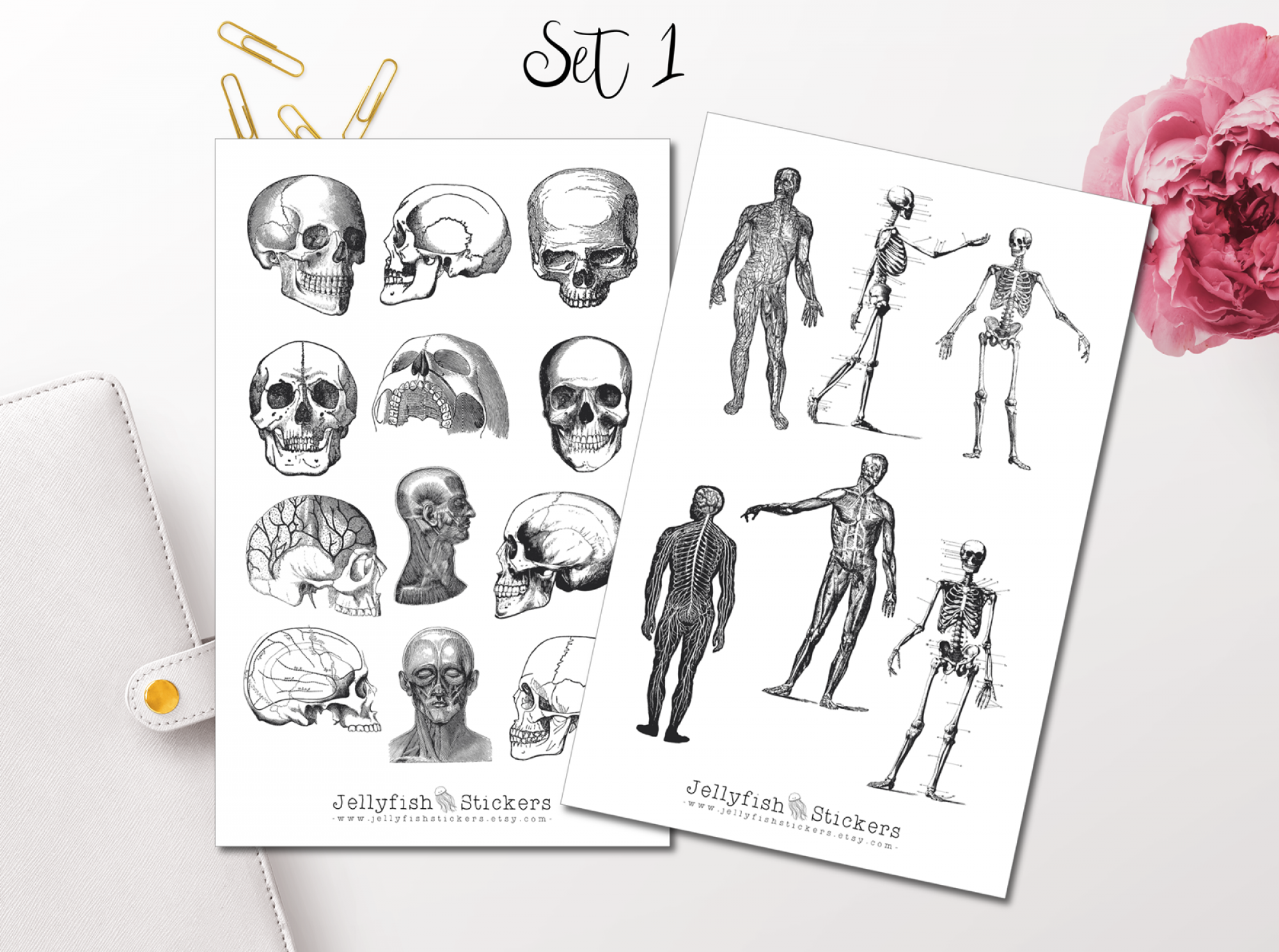 Vintage Anatomy Sticker Set