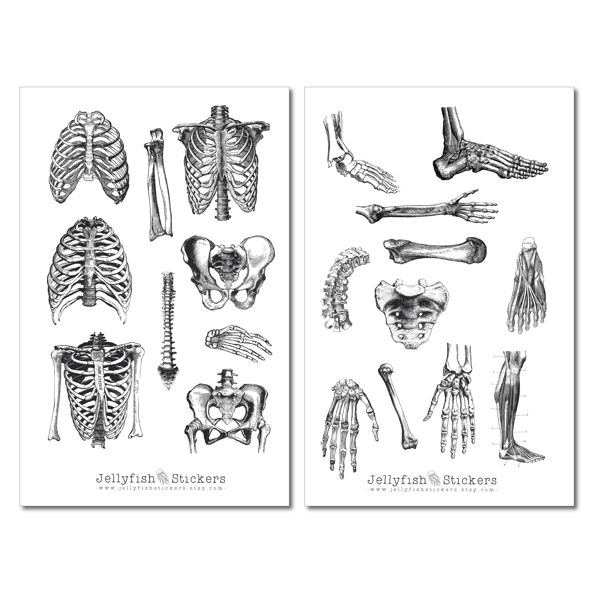 Vintage Anatomie Sticker Set