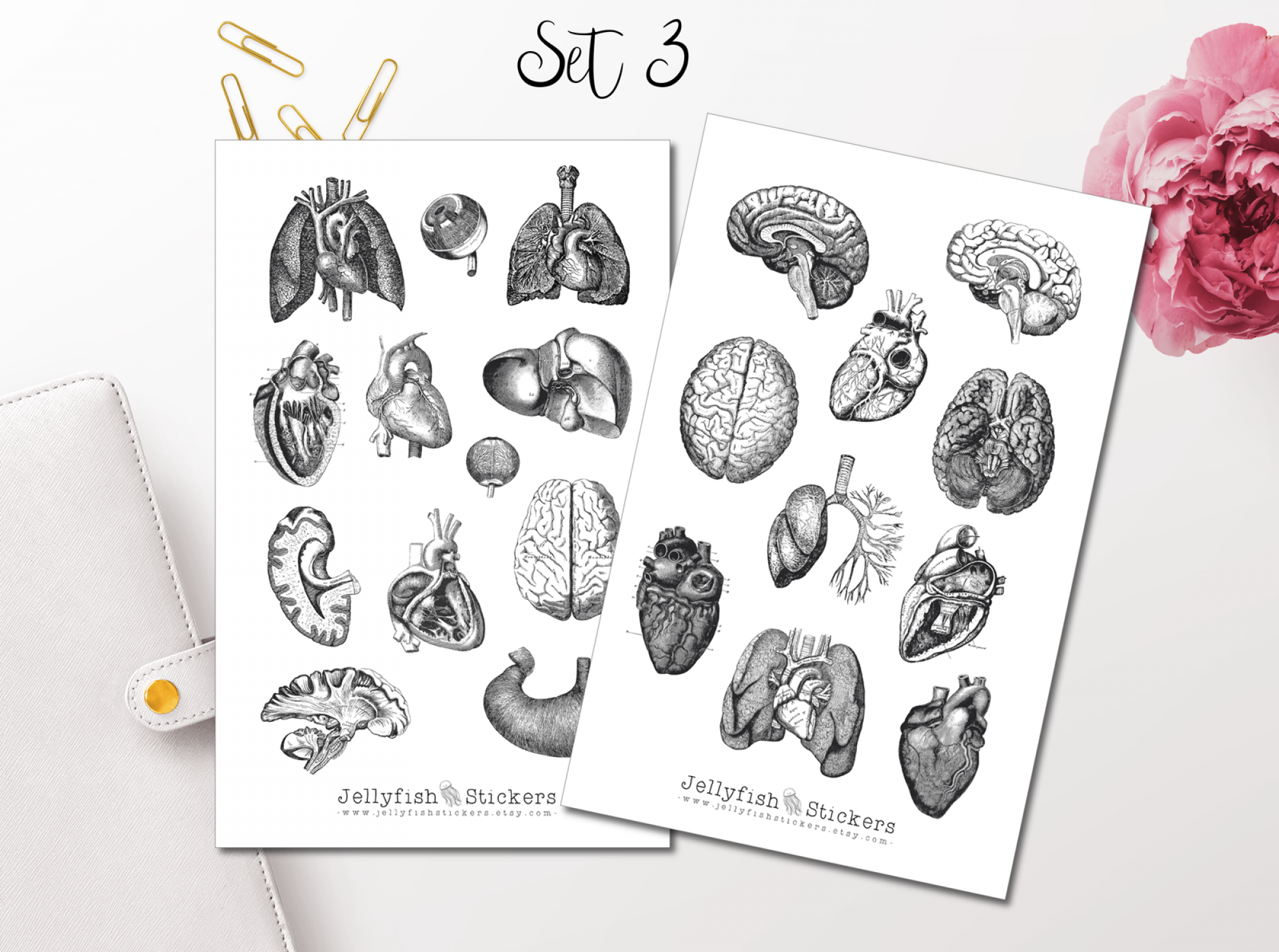 Vintage Anatomie Sticker Set